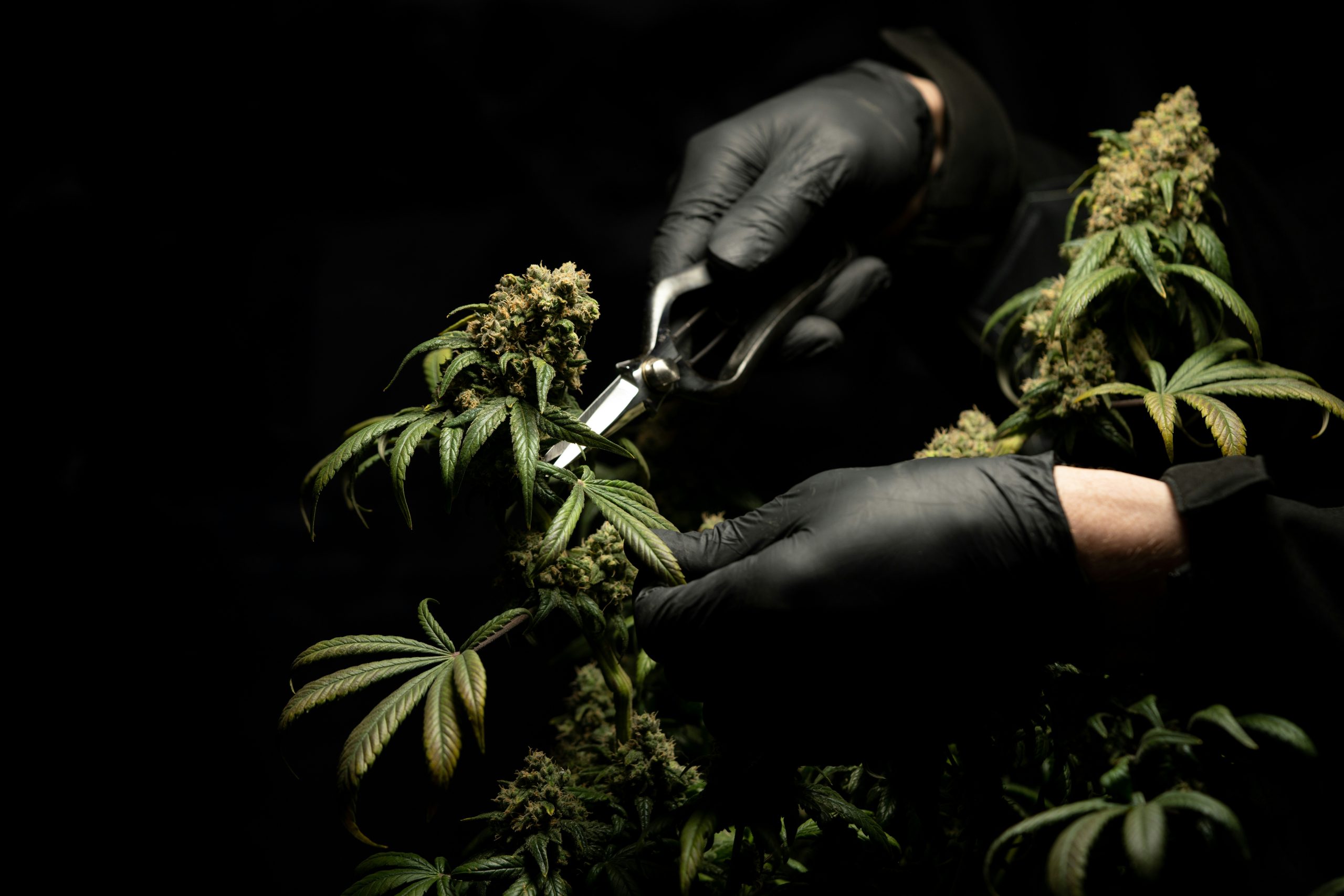 How to Incorporate Cannabis into Your Fitness Routine